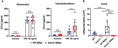 The atypical chemokine receptor 2 reduces T cell expansion and tertiary lymphoid tissue but does not limit autoimmune organ injury in lupus-prone B6lpr mice